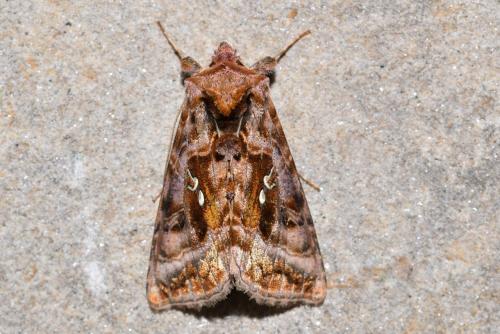 Autographa pulchrina